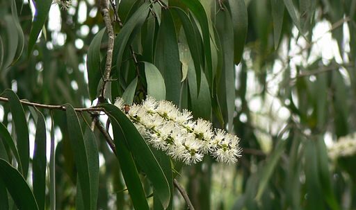 cajuput essential oil, melaleuca cajuputi, cajuput oil benefits
