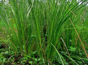 indonesian vetiver essential oil manufacturer, vetiver essential oil extraction method, how to get vetiver essential oil, benefit of vetiver essential oil for daily use