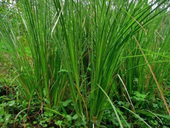 indonesian vetiver essential oil manufacturer, vetiver essential oil extraction method, how to get vetiver essential oil, benefit of vetiver essential oil for daily use