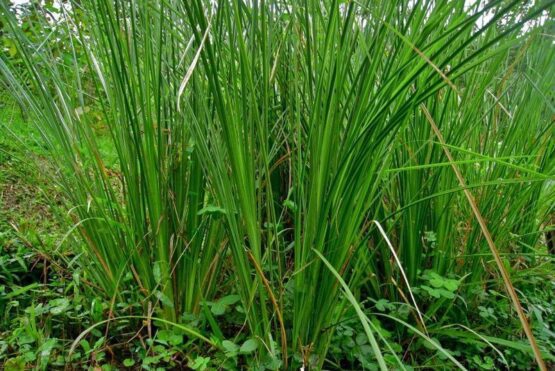 indonesian vetiver essential oil manufacturer, vetiver essential oil extraction method, how to get vetiver essential oil, benefit of vetiver essential oil for daily use