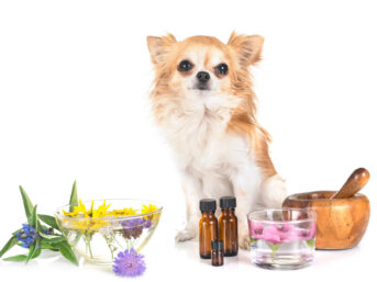 is patchouli oil toxic for dogs?