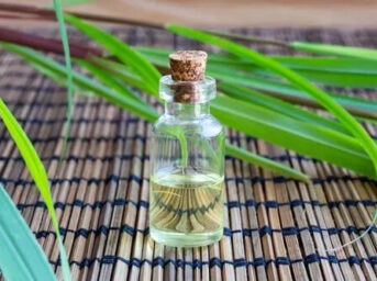 citronella essential oil, citronella java oil, citronella oil manufacturers, global essential oil id, citronella coconut oil, citronella aromatherapy, citronella essential oil, catnip oil, insect, citronella oilcitronella aroma oil, citronella as mosquito repellent, Citronella Oil Insect Repellent, citronella essential oil, citronella tea, citronella scent, citronella oil, pain relief, citronella essential oil, antispasmodic