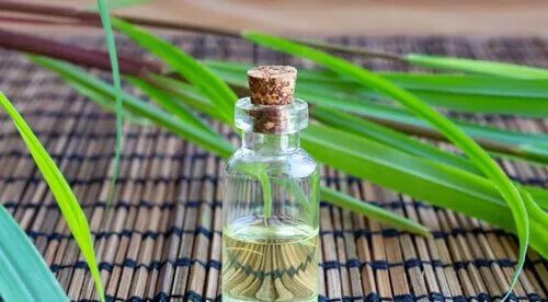 citronella essential oil, citronella java oil, citronella oil manufacturers, global essential oil id, citronella coconut oil, citronella aromatherapy, citronella essential oil, catnip oil, insect, citronella oilcitronella aroma oil, citronella as mosquito repellent, Citronella Oil Insect Repellent, citronella essential oil, citronella tea, citronella scent, citronella oil, pain relief, citronella essential oil, antispasmodic