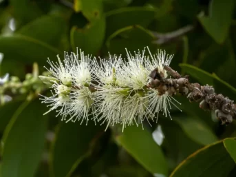 cajuput oil benefits, cajuput oil uses, eucalyptus cajuput