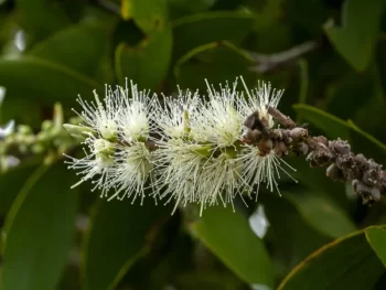 cajuput oil benefits, cajuput oil uses, eucalyptus cajuput