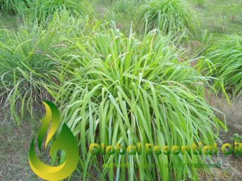 citronella java oil