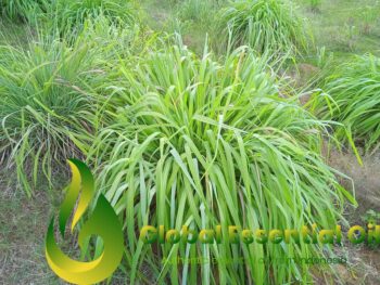 citronella java oil