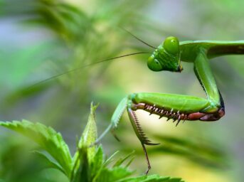 Citronella Oil Insect Repellent, citronella essential oil, citronella tea, citronella scent