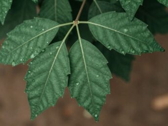 Patchouli leaves with dewdrops