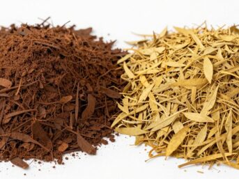 Aceh and Sulawesi patchouli leaves comparison