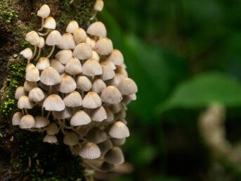 vetiver sandalwood, buy vetiver essential oil, antimicrobial agents in therapy, antimicrobacterial