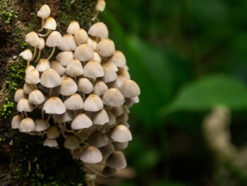 vetiver sandalwood, buy vetiver essential oil, antimicrobial agents in therapy, antimicrobacterial