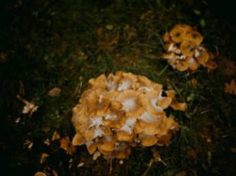 patchouli oil, antifungal, antimicrobial, essential oil