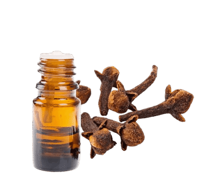 clove essential oil manufacturer, the best clove essential oil brand, clove essential oil, clove oil for depression, clove syzygium aromaticum, clove tree, clove leaf, clove for skin, Organic cloves, clove oil, skin, clove tea