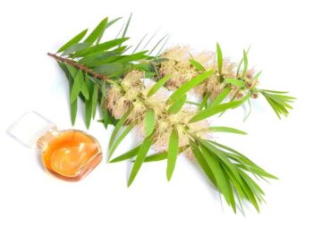 cajuput oil, cajuput essential oil, cajuput eucalyptus, cajuput oil pregnancy, cajuput oil, food, flavoring, cajuput, cajuput oil, skin care, antioxidant, natural, cajuput, health, cajuput oil, lifestyle, essential oil