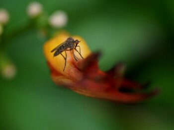 citronella oil, citronella diffuser, citronella fragrance oil, citronella oil mosquito repellent