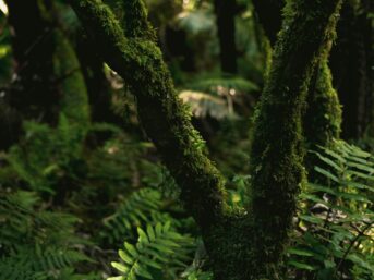 vetiver, essential oils, vetiver essential oil, oil