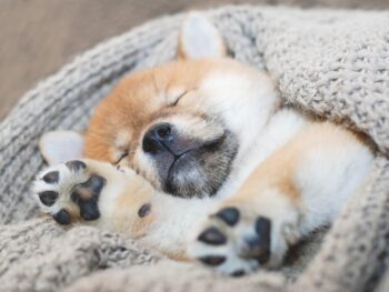 use of vetiver for insomnia, insomnia deep sleep essential oil blend, effects of vetiver essential oil for deep sleep